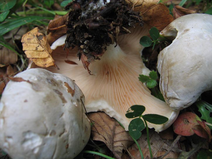 Clitopilus prunulus....e altro....